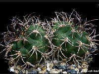 Gymnocalycium catamarcense montanum ©JJ Houdré.jpg